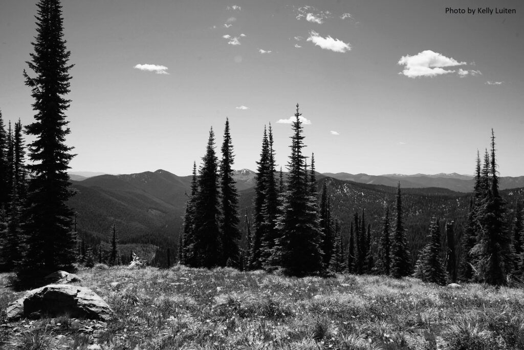 A black and white image captures a mountainous landscape with tall pine trees in the foreground and distant ranges under a partly cloudy sky, evoking the calm contemplation akin to arthritis research. The grassy area is dotted with rocks, blending nature's rugged elegance into a tranquil scene.